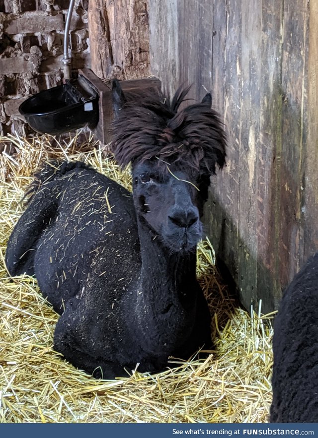 Casual llamma having a rrest