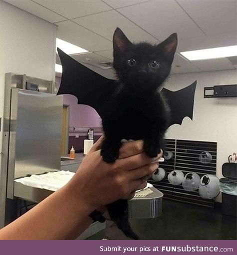 I'm Batcat! Mew!