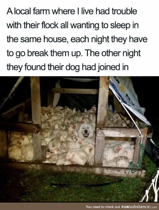 Doggo, defender of chicks