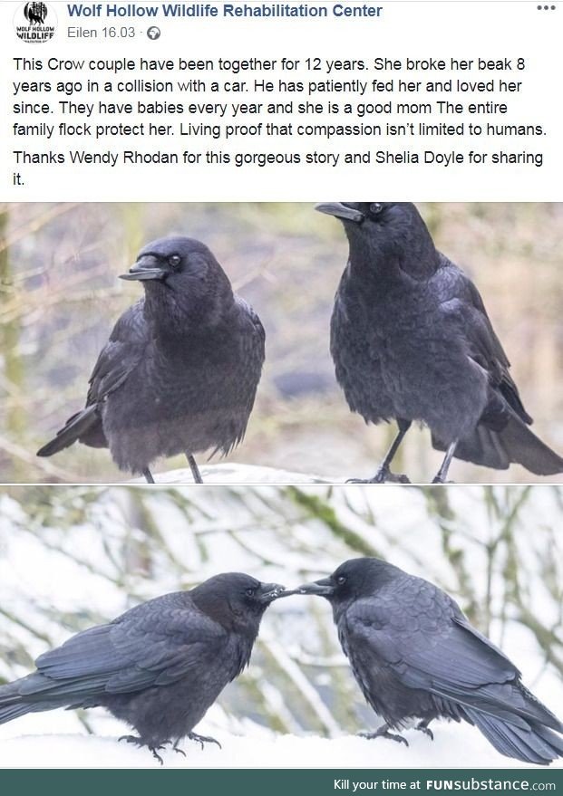 Crow couples stay together til they die