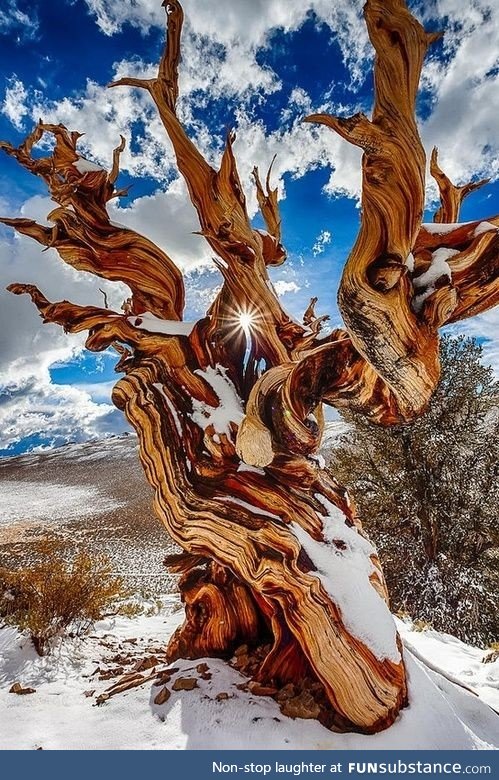 Ancient Bristlecone Pine,  The Sierra Nevada, California