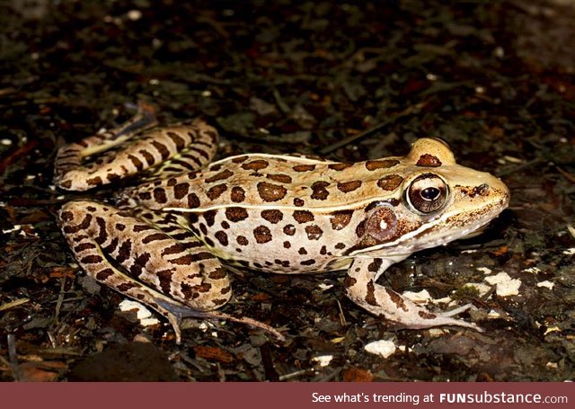 Froggo Fren #68 - Southern Leopard Frog