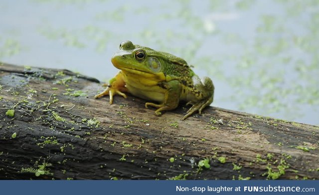 Froggo Fren #70 - Green Frog