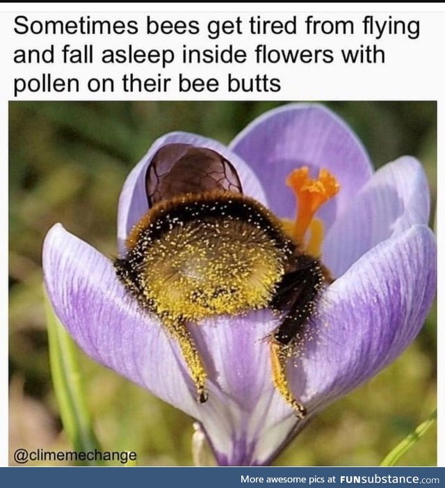 Is it just me or are bees super cute?