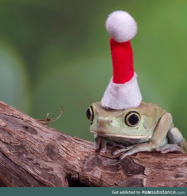 Froggo Fren #73 - Waxy Monkey Tree Frog