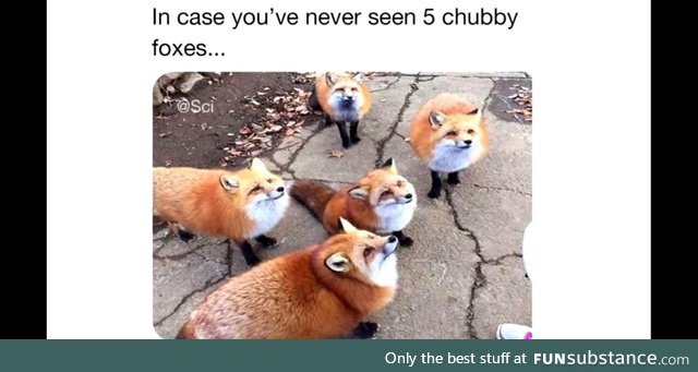 5 chubby foxes