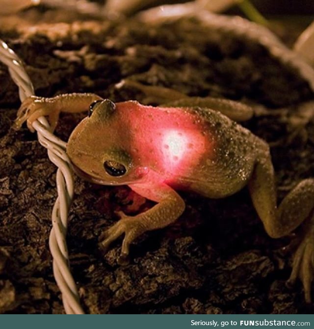 Froggo Fren #76 - The Light Before Christmas
