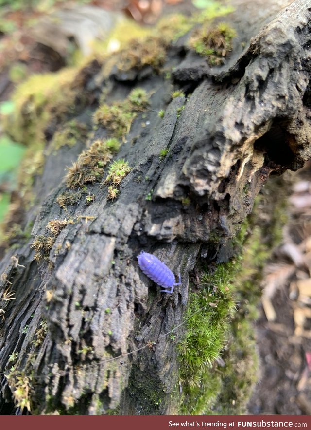 Roly polii come in purple, apparently