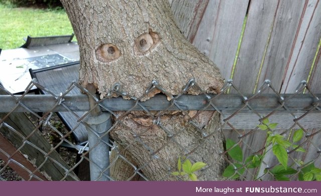 Omnomnom what a delicious fence