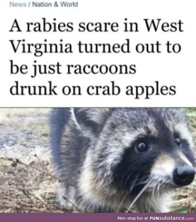 Panda's know how to party