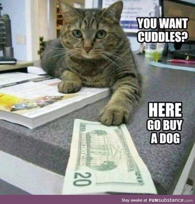 This is literally my cat