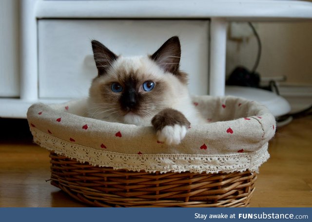Happy caturday (also 100th post)