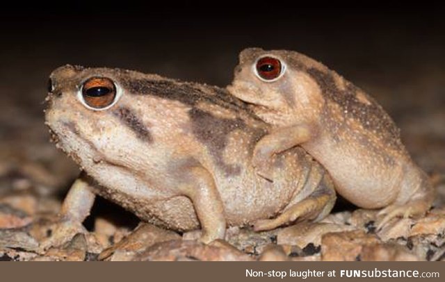 Froggo Fren #85 - Bushveld Rain Frog