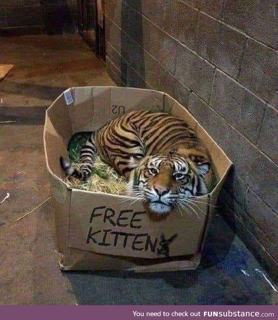 Free kitten