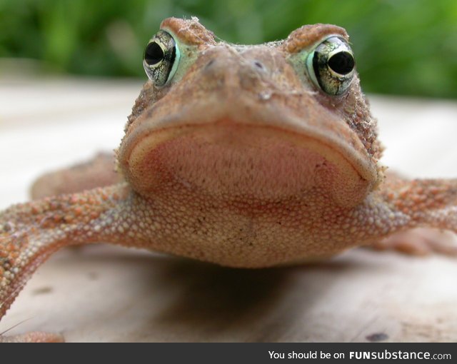Froggo Fun #36 - *Frogtuber apology video starts*