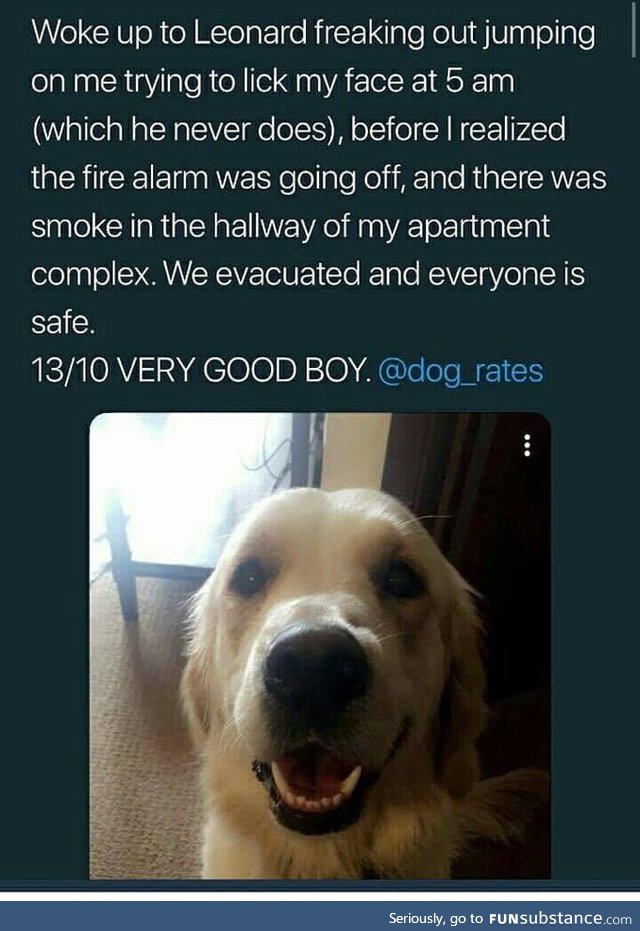 Hero doggo