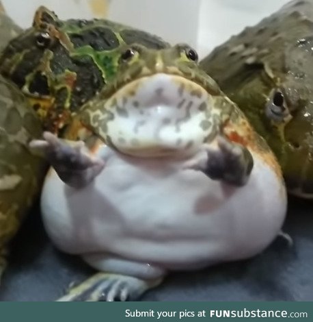Froggo Fun #38 - Big Froggus