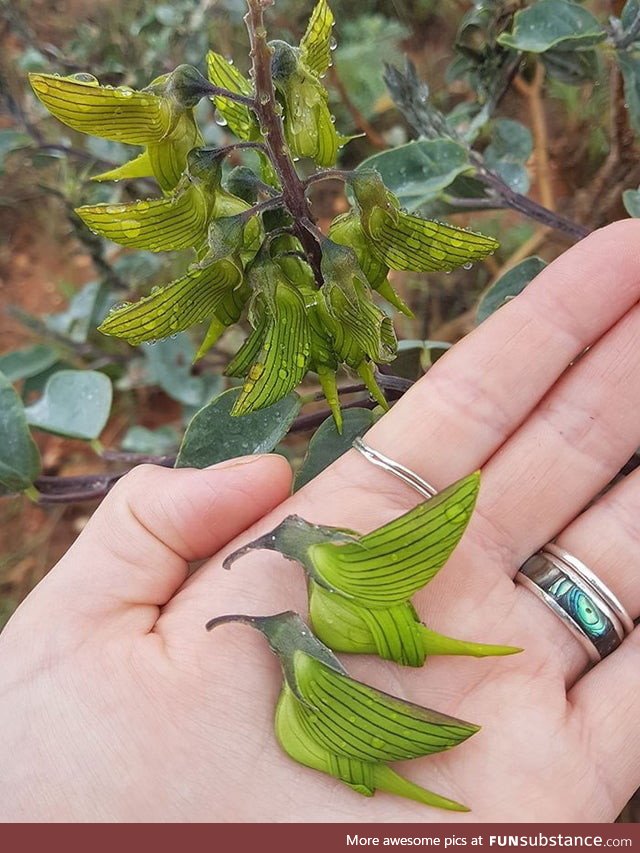 This is the Green birdflower native to Australia and its flowers are shaped like humming