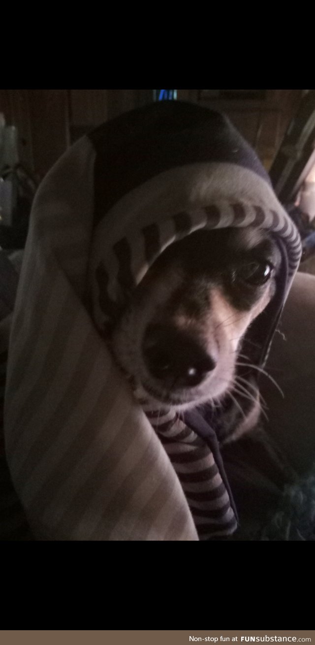 My dog Mia is sick of this cold bullsh*t she wants summer already