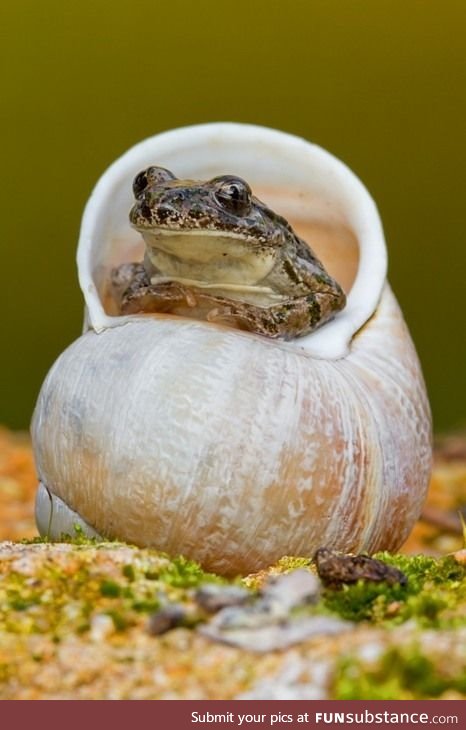 Froggo Fun #42 - "Frojiit has wares, if you have coin"