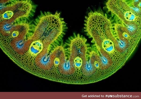 Cross section of a blade of grass under a microscope looks like smiley emojis ????????????