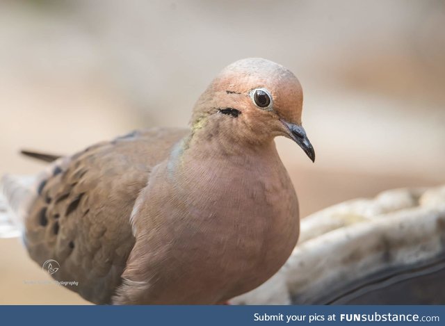 Mourning dove (Zenaida macroura) - PigeonSubstance