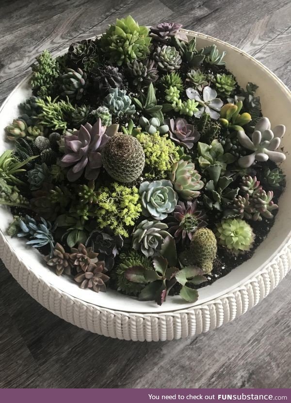 My succulent arrangement :)