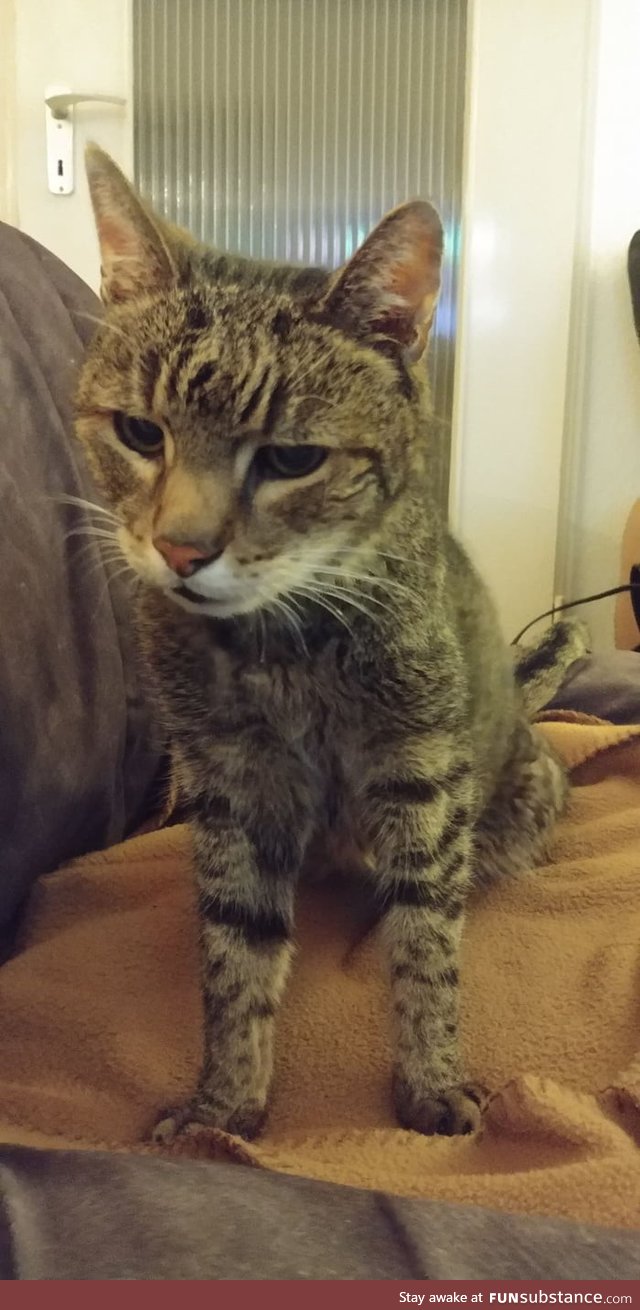 This is Felix. Felix has been there since I was 10 and he acompanied me and my family for