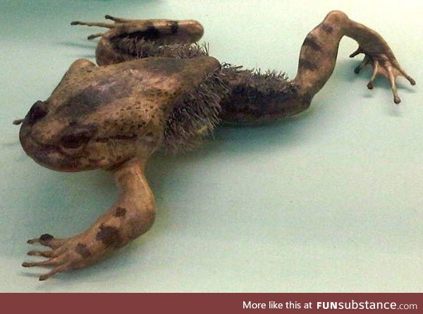 Froggo Fren #91 - Wolverine Frog