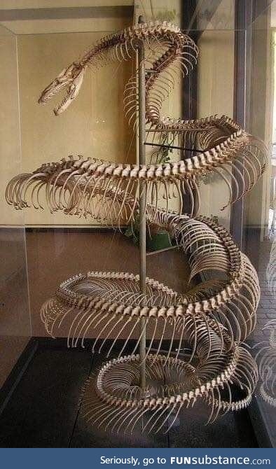 Skeleton of an 8 meters Anaconda