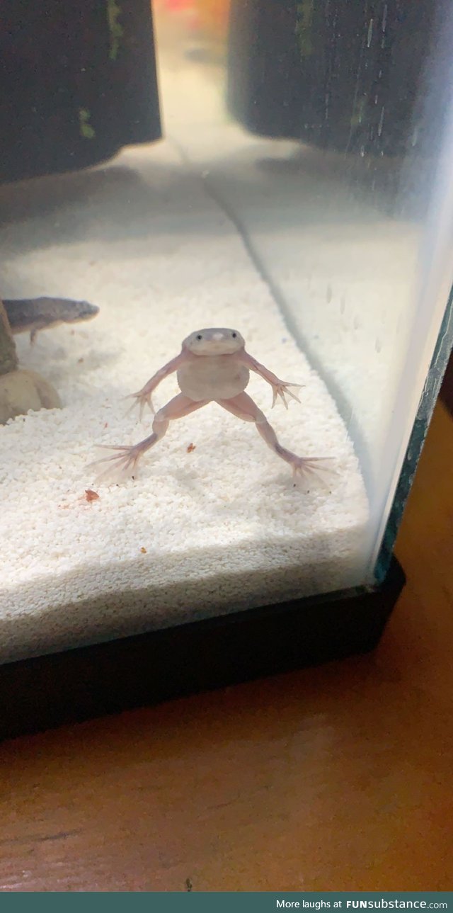 Froggo Fun #64 - "Oh? You're approaching me?"