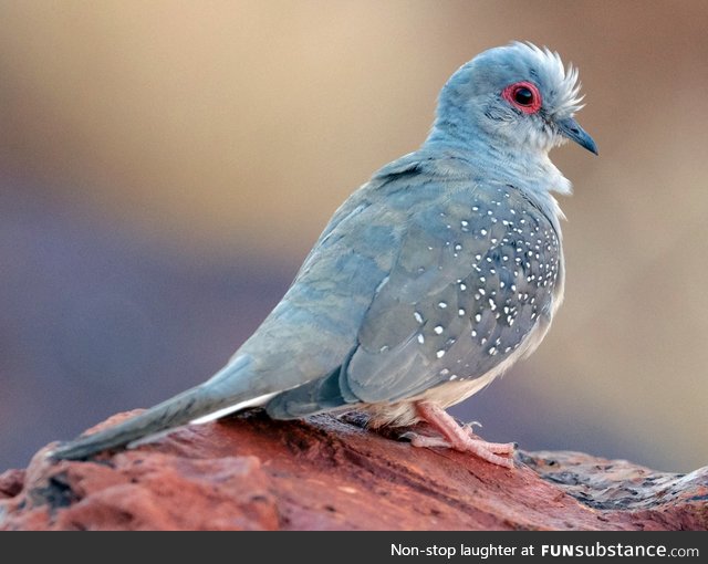 Diamond dove (Geopelia cuneata) - PigeonSubstance