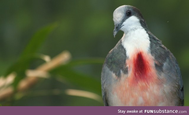 Luzon bleeding-heart (Gallicolumba luzonica) - PigeonSubstance