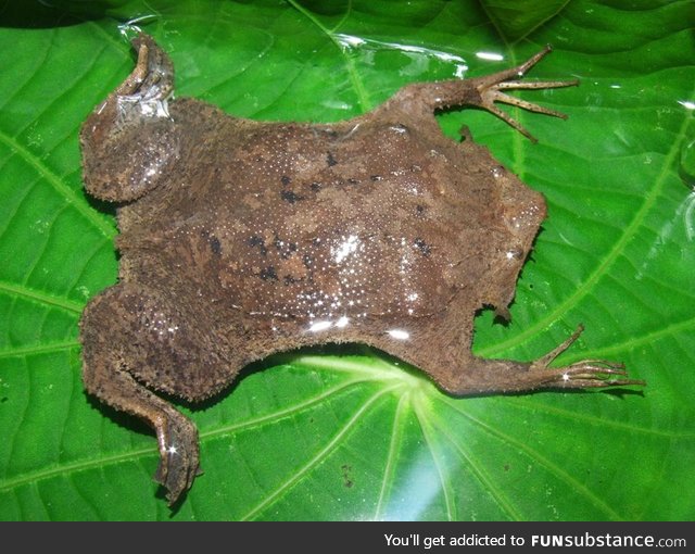 Froggo Fren #94 - Common Suriname Toad