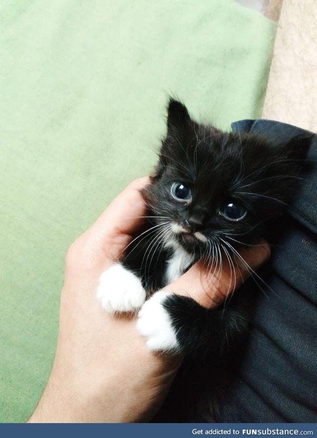 Kitty is Smol