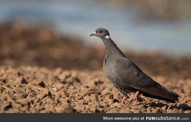 White-collared pigeon (Columba albitorques) - PigeonSubstance