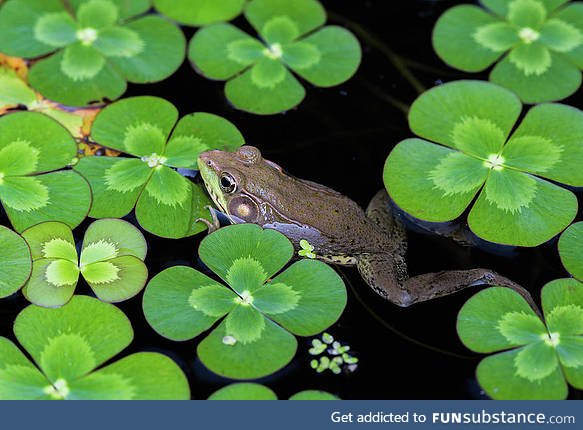 Froggo Fun #80/Special - Happy Saint Patrick's Day!