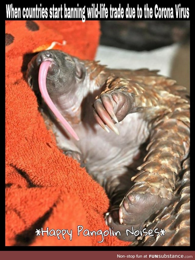 Pangolins. Putting the PAN back in Pandemic