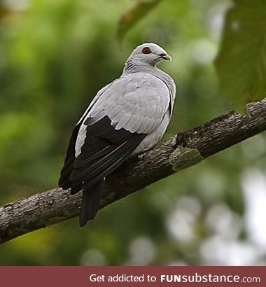Silvery pigeon (Columba argentina) - PigeonSubstance