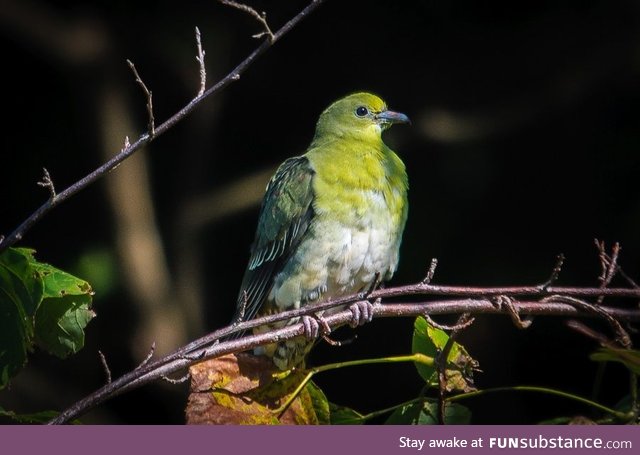 White-bellied green pigeon (Treron sieboldii) - PigeonSubstance