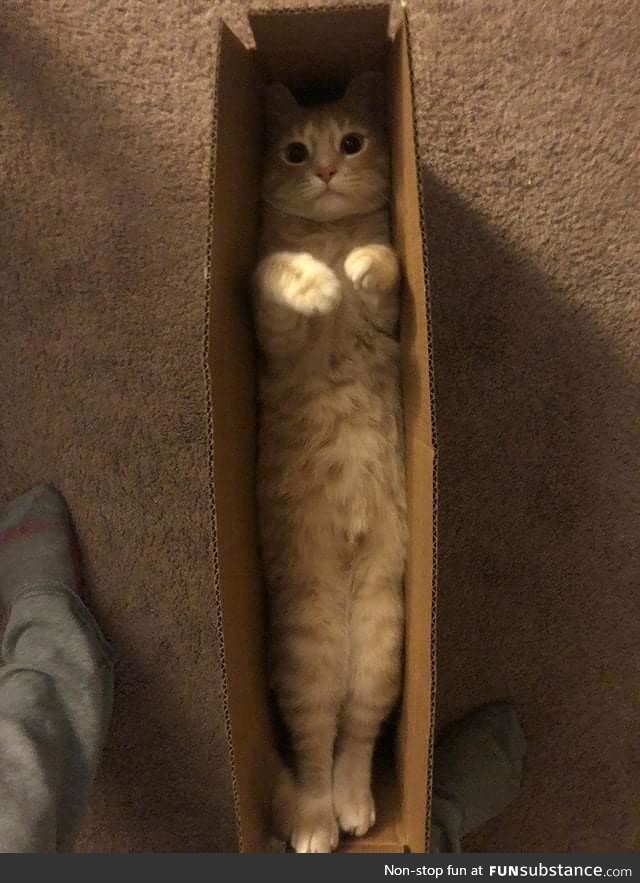2-day delivery is purrfect