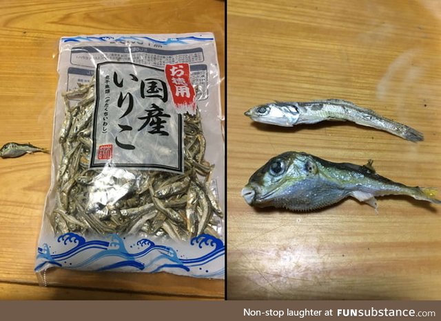 (Very) poisonous Fugu fish, now free with your dried anchovies!