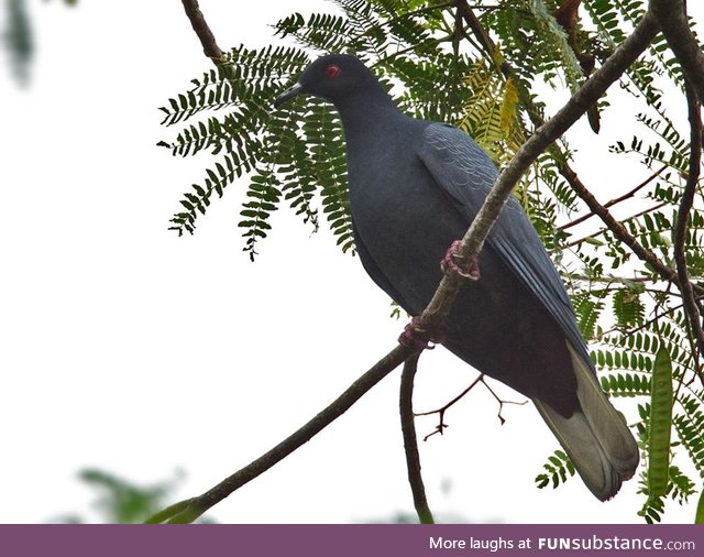 Black imperial pigeon (Ducula melanochroa) - PigeonSubstance