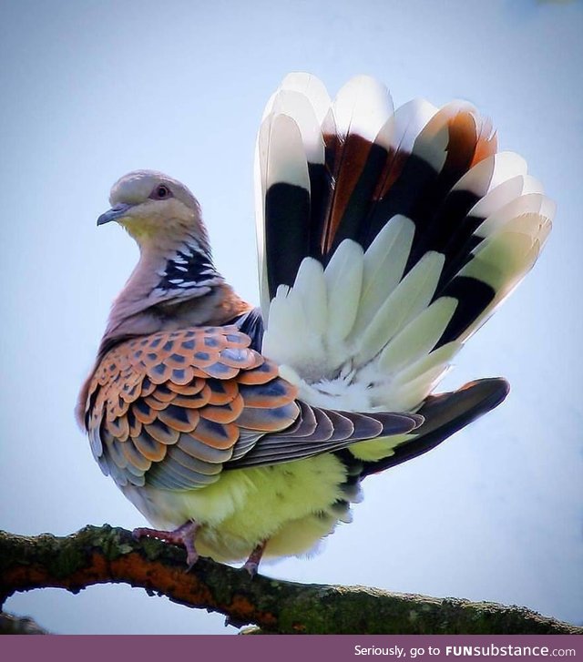 European turtle dove (Streptopelia turtur) - PigeonSubstance