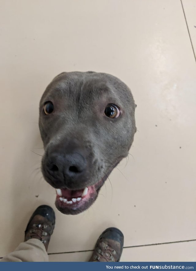 This dog with no body!