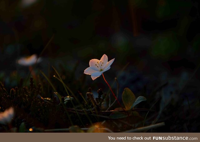 Arctic starflower tainted by sunset (this is one of my photos)
