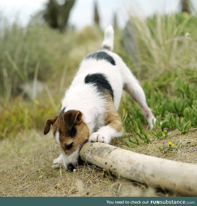 Choosing The Dog Breed For You