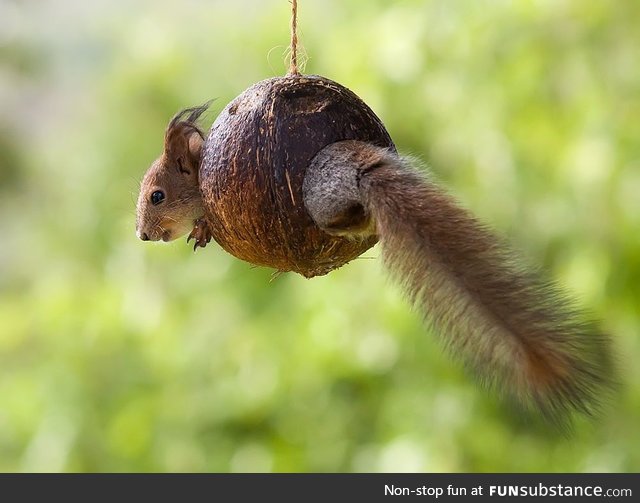Squirrel in a nut-shell
