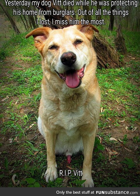 Goodest doggo