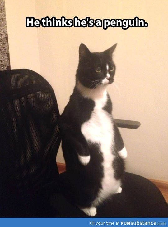 Cat thinks he's a penguin